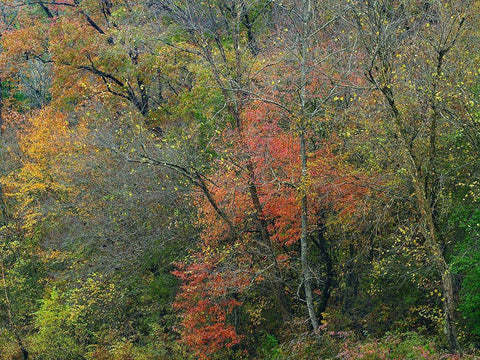 Oak-hickory Woodlands-Ozark National Forest-Arkansas White Modern Wood Framed Art Print with Double Matting by Fitzharris, Tim