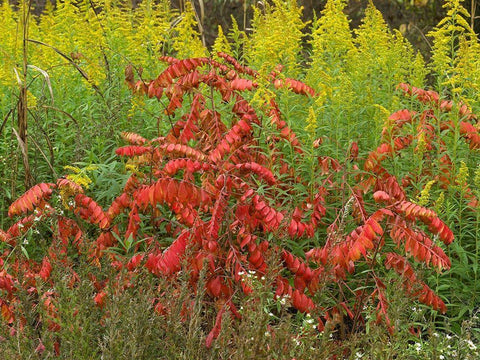 Sumac and Goldenrods near DeQueen-Arkansas White Modern Wood Framed Art Print with Double Matting by Fitzharris, Tim