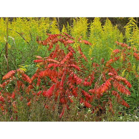 Sumac and Goldenrods near DeQueen-Arkansas Black Modern Wood Framed Art Print with Double Matting by Fitzharris, Tim