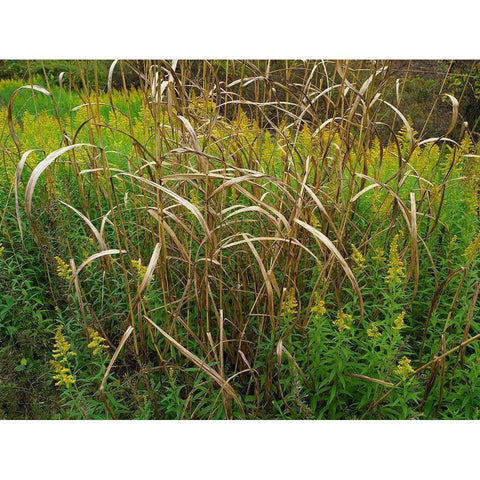 Goldenrods near DeQueen-Arkansas Black Modern Wood Framed Art Print by Fitzharris, Tim