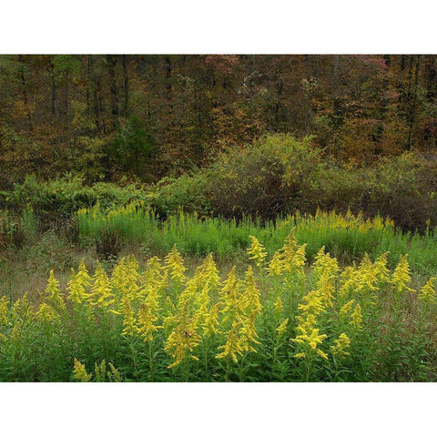 Goldenrods near DeQueen-Arkansas Black Modern Wood Framed Art Print with Double Matting by Fitzharris, Tim