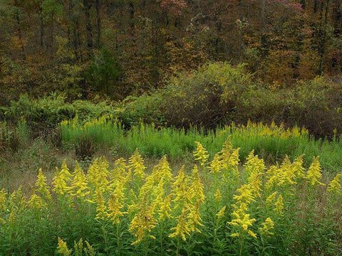 Goldenrods near DeQueen-Arkansas Black Ornate Wood Framed Art Print with Double Matting by Fitzharris, Tim