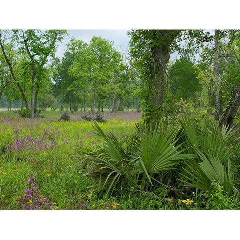 Big Thicket National Preserve-Lance Rosier-Texas Gold Ornate Wood Framed Art Print with Double Matting by Fitzharris, Tim