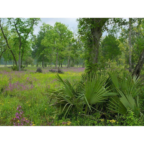 Big Thicket National Preserve-Lance Rosier-Texas White Modern Wood Framed Art Print by Fitzharris, Tim