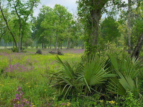 Big Thicket National Preserve-Lance Rosier-Texas White Modern Wood Framed Art Print with Double Matting by Fitzharris, Tim