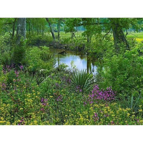 Big Thicket National Preserve-Lance Rosier-Texas Gold Ornate Wood Framed Art Print with Double Matting by Fitzharris, Tim