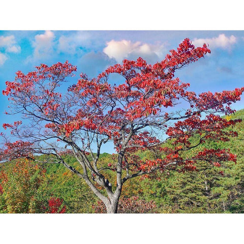 Sawmill Run Overlook-Shenandoah National Park-Virginia Black Modern Wood Framed Art Print with Double Matting by Fitzharris, Tim