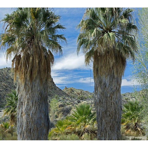 Cottonwood Springs-Joshua Tree National Park-California Black Modern Wood Framed Art Print with Double Matting by Fitzharris, Tim