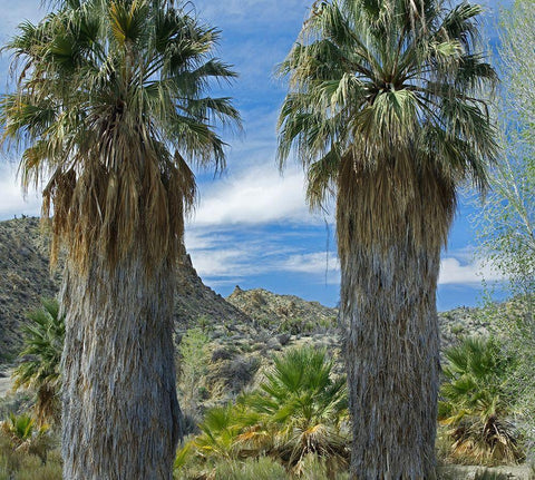 Cottonwood Springs-Joshua Tree National Park-California Black Ornate Wood Framed Art Print with Double Matting by Fitzharris, Tim