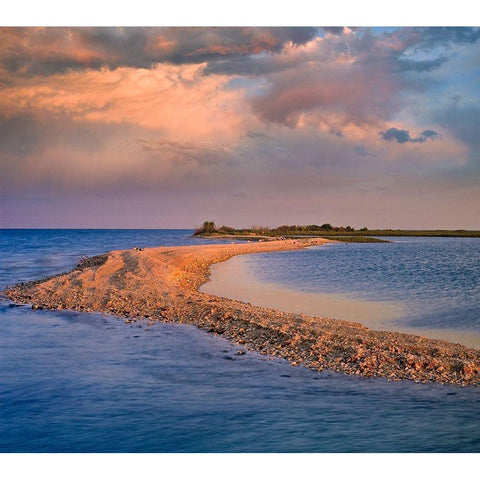 Oystercatcher Point near Rockport-Texas Gold Ornate Wood Framed Art Print with Double Matting by Fitzharris, Tim