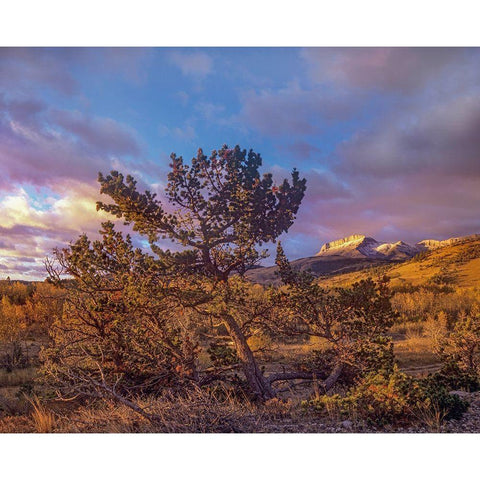 Flathead Range-Montana Gold Ornate Wood Framed Art Print with Double Matting by Fitzharris, Tim