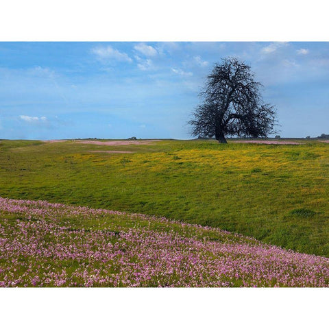 Shooting Star Wildflower Meadow-La Panza Range-California Black Modern Wood Framed Art Print by Fitzharris, Tim