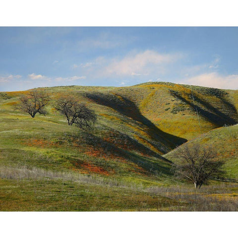 La Panza Range in Spring-Califonia White Modern Wood Framed Art Print by Fitzharris, Tim