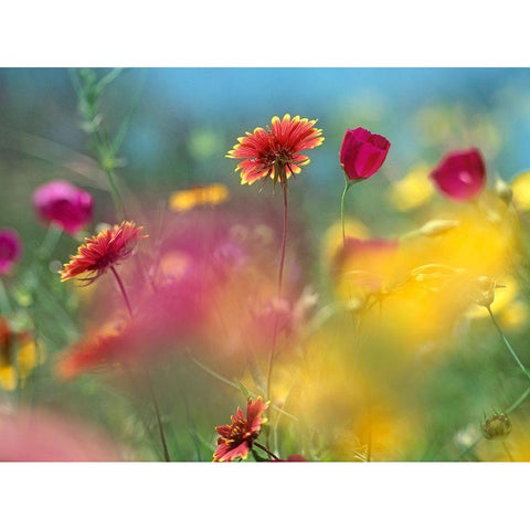 Indian blanket and Wine-cups-Texas Hill Country,Texas White Modern Wood Framed Art Print by Fitzharris, Tim