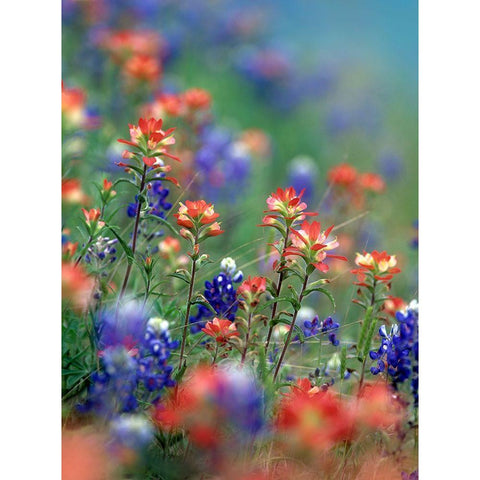 Texas Bluebonnets and Indian Paintbrushes-Hill Country-Texas White Modern Wood Framed Art Print by Fitzharris, Tim