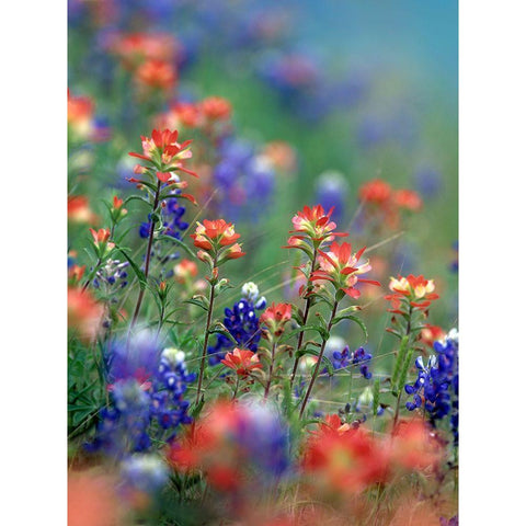 Texas Bluebonnets and Indian Paintbrushes-Hill Country-Texas Black Modern Wood Framed Art Print with Double Matting by Fitzharris, Tim