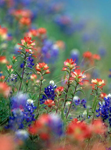 Texas Bluebonnets and Indian Paintbrushes-Hill Country-Texas Black Ornate Wood Framed Art Print with Double Matting by Fitzharris, Tim