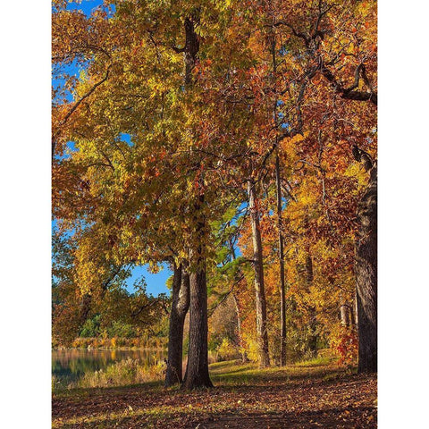 Tyler Lake State Park-Texas Gold Ornate Wood Framed Art Print with Double Matting by Fitzharris, Tim