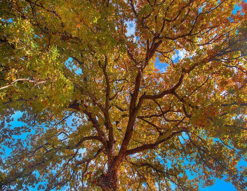 White Oak Tree Crown-Texas White Modern Wood Framed Art Print with Double Matting by Fitzharris, Tim