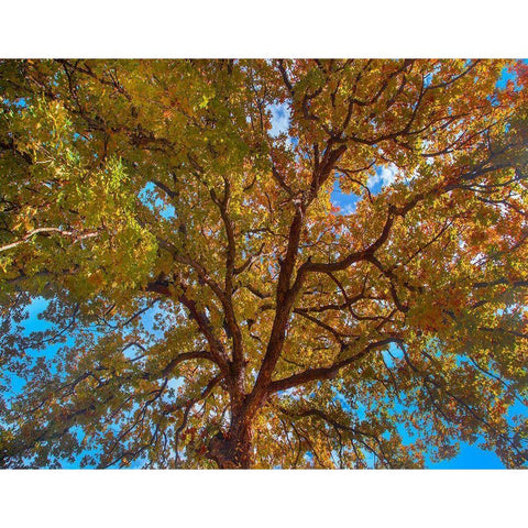 White Oak Tree Crown-Texas White Modern Wood Framed Art Print by Fitzharris, Tim