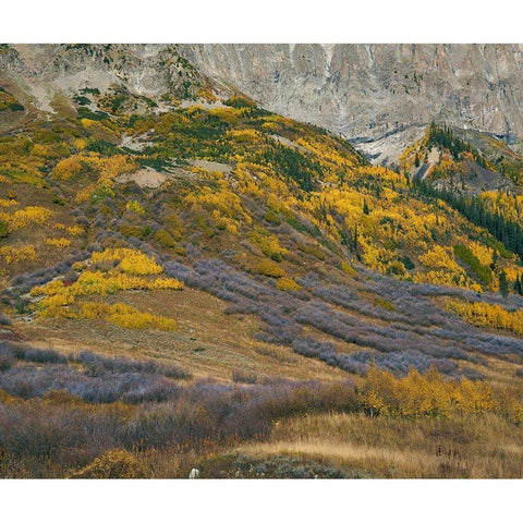 Sub-alpine Forest-Gothic Mountain-Colorado Gold Ornate Wood Framed Art Print with Double Matting by Fitzharris, Tim