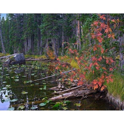 Nymph Lake-Rocky Mountain National Park-Colorado Black Modern Wood Framed Art Print with Double Matting by Fitzharris, Tim