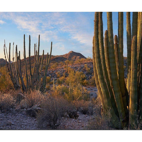 Ajo Mountains-Organ Pipe National Monument-Arizona White Modern Wood Framed Art Print by Fitzharris, Tim