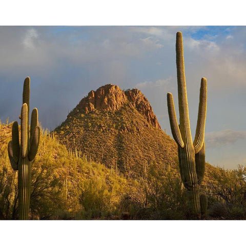 Tucson Mountains-Saguaro National Park-Arizona White Modern Wood Framed Art Print by Fitzharris, Tim