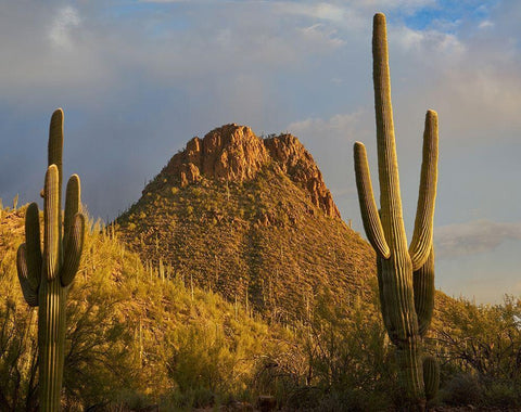 Tucson Mountains-Saguaro National Park-Arizona White Modern Wood Framed Art Print with Double Matting by Fitzharris, Tim