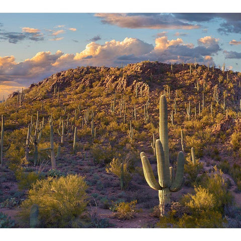 Tucson Mountains-Saguaro National Park-Arizona Gold Ornate Wood Framed Art Print with Double Matting by Fitzharris, Tim