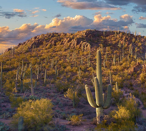 Tucson Mountains-Saguaro National Park-Arizona White Modern Wood Framed Art Print with Double Matting by Fitzharris, Tim