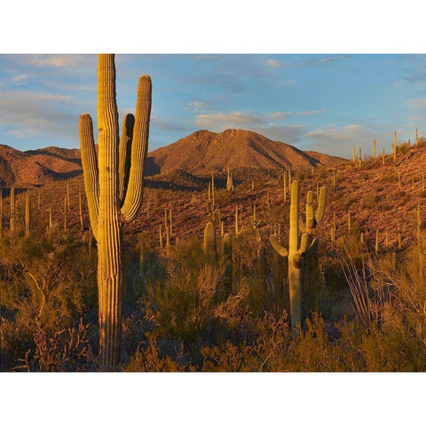 Tucson Mountains-Saguaro National Park-Arizona White Modern Wood Framed Art Print by Fitzharris, Tim