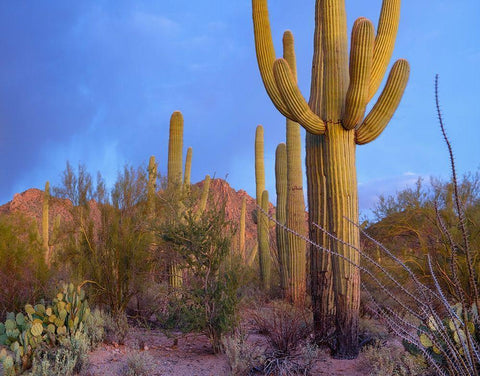 Tucson Mountains-Saguaro National Park-Arizona White Modern Wood Framed Art Print with Double Matting by Fitzharris, Tim