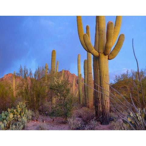 Tucson Mountains-Saguaro National Park-Arizona Gold Ornate Wood Framed Art Print with Double Matting by Fitzharris, Tim