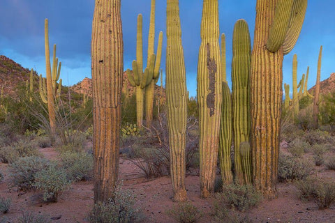 Tucson Mountains-Saguaro National Park-Arizona Black Ornate Wood Framed Art Print with Double Matting by Fitzharris, Tim