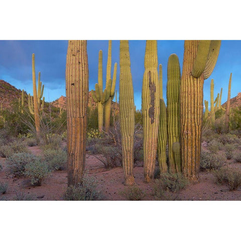 Tucson Mountains-Saguaro National Park-Arizona Black Modern Wood Framed Art Print with Double Matting by Fitzharris, Tim