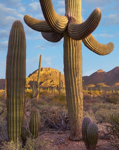 Tucson Mountains-Saguaro National Park-Arizona White Modern Wood Framed Art Print with Double Matting by Fitzharris, Tim