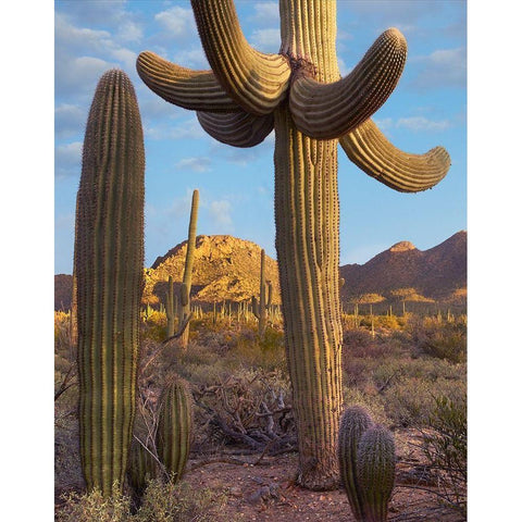 Tucson Mountains-Saguaro National Park-Arizona Black Modern Wood Framed Art Print with Double Matting by Fitzharris, Tim