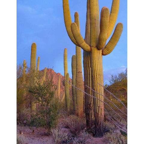 Tucson Mountains-Saguaro National Park-Arizona Black Modern Wood Framed Art Print with Double Matting by Fitzharris, Tim