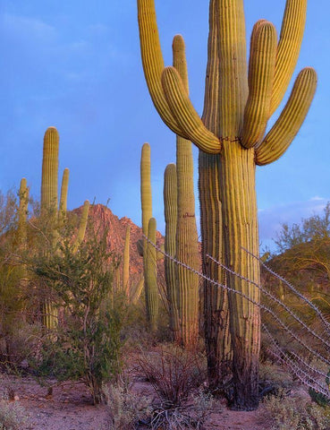 Tucson Mountains-Saguaro National Park-Arizona Black Ornate Wood Framed Art Print with Double Matting by Fitzharris, Tim