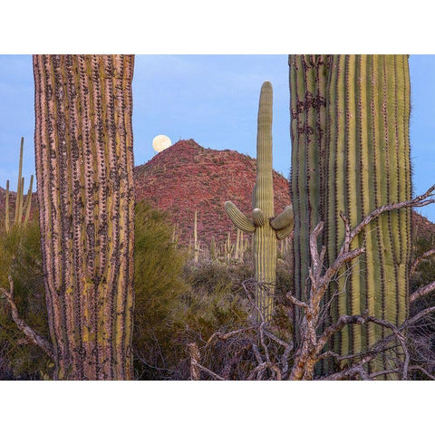 Tucson Mountains-Saguaro National Park-Arizona Gold Ornate Wood Framed Art Print with Double Matting by Fitzharris, Tim