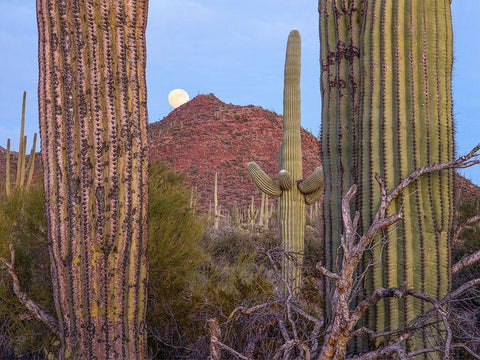 Tucson Mountains-Saguaro National Park-Arizona White Modern Wood Framed Art Print with Double Matting by Fitzharris, Tim