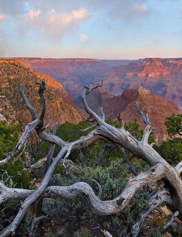 Desert View Overlook-Grand Canyon National Park-Arizona-USA Black Ornate Wood Framed Art Print with Double Matting by Fitzharris, Tim