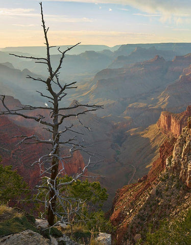 The Abyss from near Mohave point-Grand Canyon National Park-Arizona Black Ornate Wood Framed Art Print with Double Matting by Fitzharris, Tim