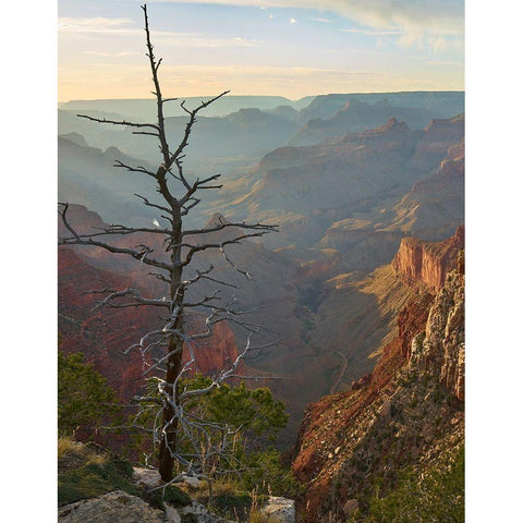 The Abyss from near Mohave point-Grand Canyon National Park-Arizona White Modern Wood Framed Art Print by Fitzharris, Tim