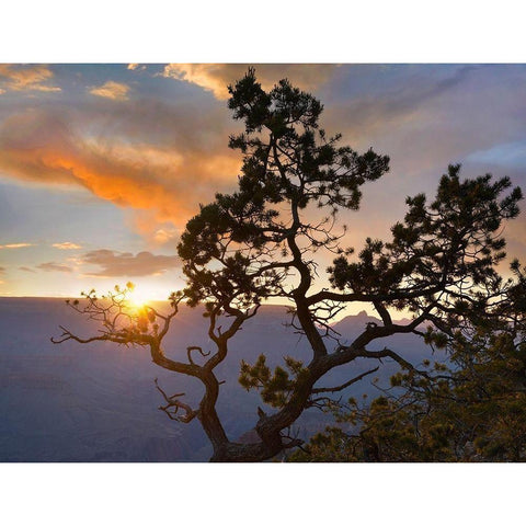 Yavapai Point-Grand Canyon National Park-Arizona-USA White Modern Wood Framed Art Print by Fitzharris, Tim