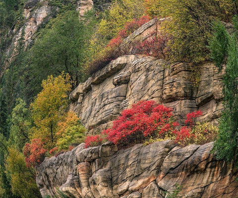 Oak Creek Canyon near Sedona-Arizona White Modern Wood Framed Art Print with Double Matting by Fitzharris, Tim