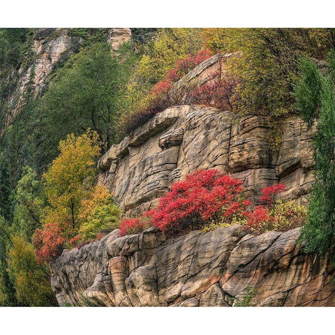 Oak Creek Canyon near Sedona-Arizona Black Modern Wood Framed Art Print with Double Matting by Fitzharris, Tim