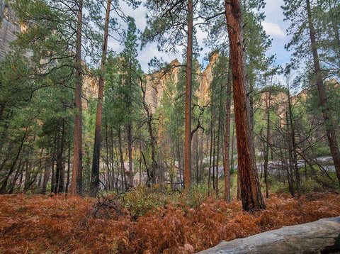 Coconino National Forest from West Fork Trail near Sedona-Arizona Black Ornate Wood Framed Art Print with Double Matting by Fitzharris, Tim