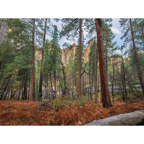 Coconino National Forest from West Fork Trail near Sedona-Arizona White Modern Wood Framed Art Print by Fitzharris, Tim